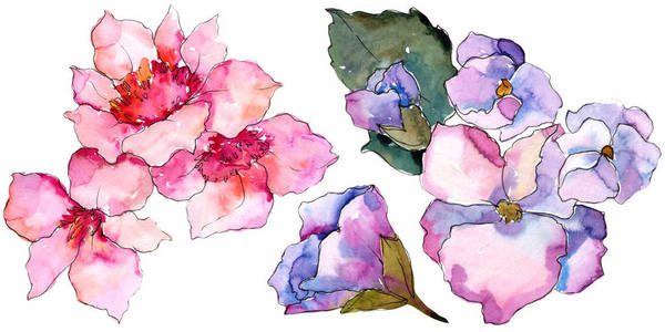 粉红色和紫色的 gardania。花卉植物花。独立的插图元素。背景质地包装图案框架或边框的水彩画野花