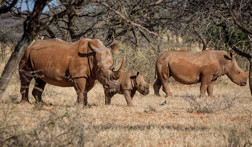 白色犀牛家庭步行在南部非洲稀树草原