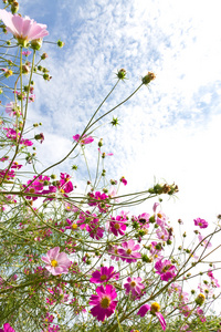 波斯菊花卉和天空