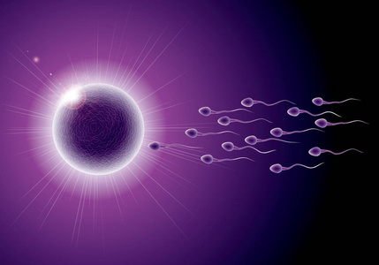 受精过程设计, 精子和卵子组合