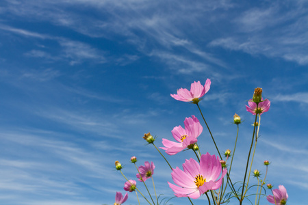 波斯菊花卉和天空