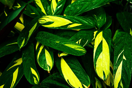 叶子的自然绿色背景。选择性聚焦纹理图案
