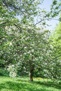 看着盛开的苹果树和明亮的蓝天在春季, 自然美景的概念