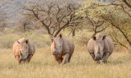 三白色犀牛在南部非洲稀树草原照片