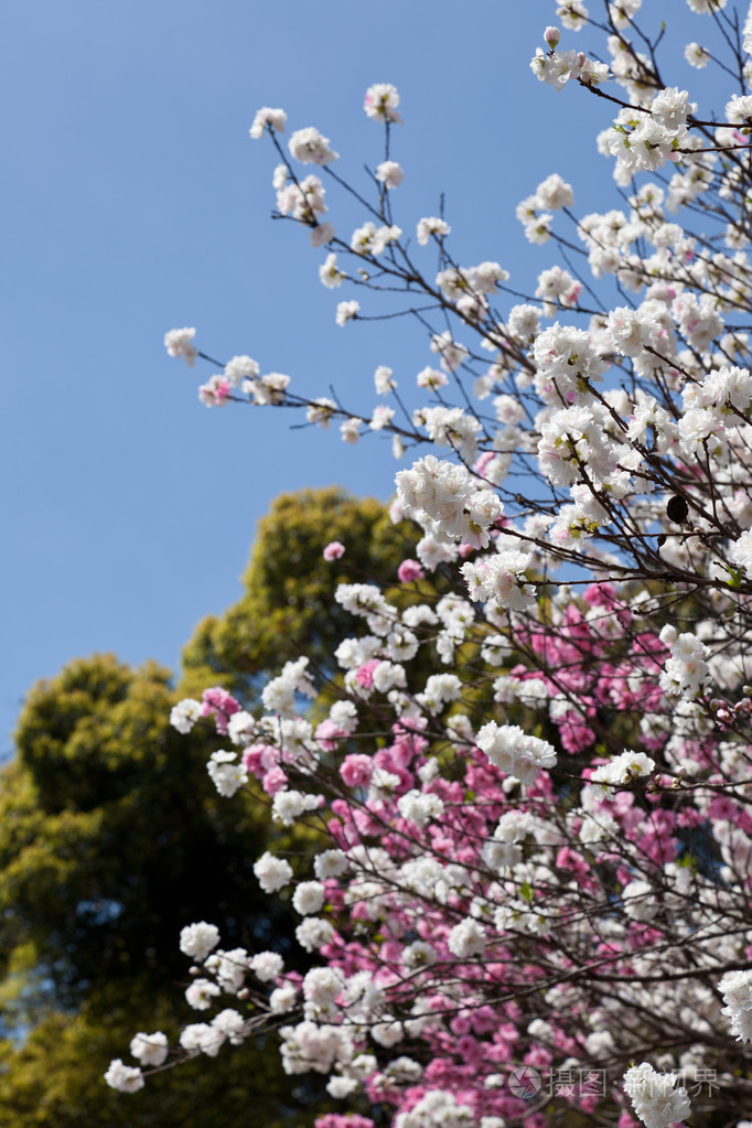 红色和白色的双开花的樱桃树和蓝蓝的天空