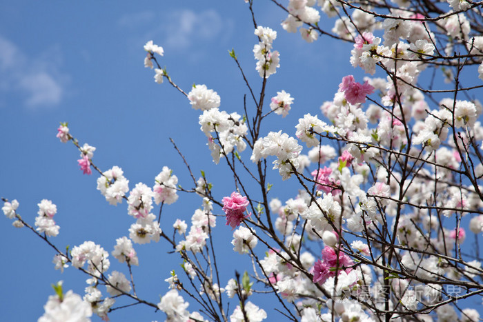 红色和白色的双开花的樱桃树和蓝蓝的天空