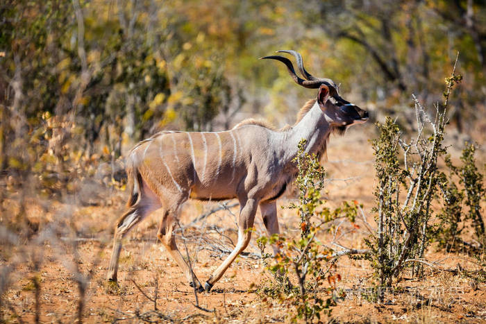 美丽的雄性捻角羚羚羊在南非的野生动物园