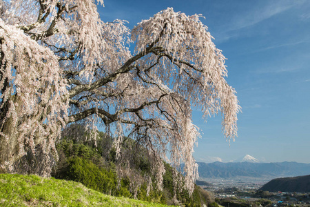 Shidare 樱花树, 山梨镇上下垂的树枝和富士山