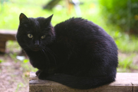 黑猫户外夏季照片绿草背景