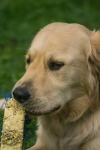 金猎犬狗在花园里玩耍, 滑稽的狗