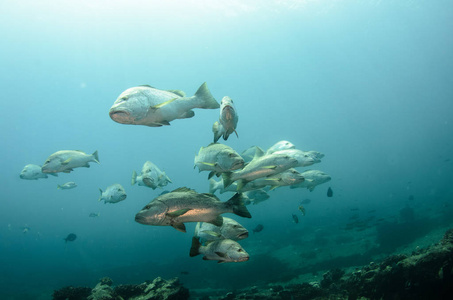 大狗鲷鱼 鲷 novemfasciatus, 狩猎 trevally, 礁海的奎, 太平洋。墨西哥加利福尼亚州 Pulmo 