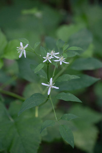 直立铁线莲白色花拉丁名字铁线莲直肠