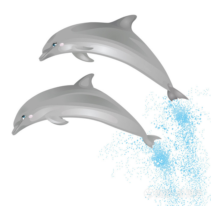 孤立在白色背景上的两个跳跃海豚