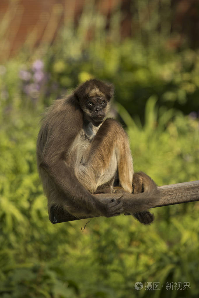 棕色蜘蛛猴杂色蜘蛛猴(ateles杂种)