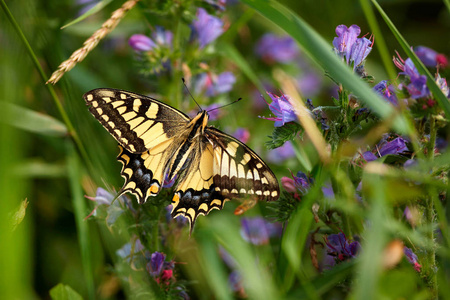 凤蝶 machaon, 欧洲凤蝶 普通黄凤蝶。蝴蝶在花。捷克共和国