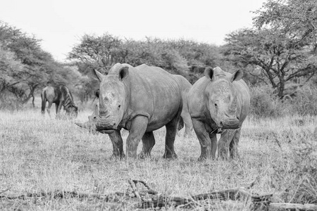 成年白犀牛单色照片漫步在大草原, 南部非洲