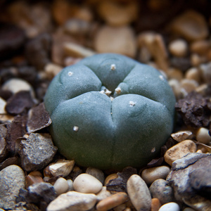 仙人掌仙人掌 lophophora 木