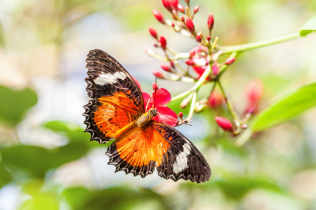 一只脆弱的橙色明亮的蝴蝶红上将在粉红色的花朵上收集花蜜。昆虫花园