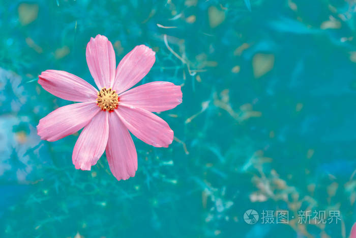 多彩波斯菊花海夏日风景背景照片 正版商用图片05qzl5 摄图新视界