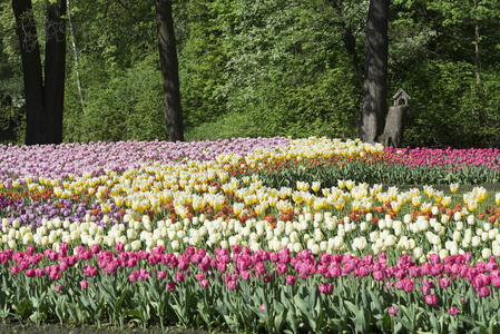 春园郁金香花床景观观