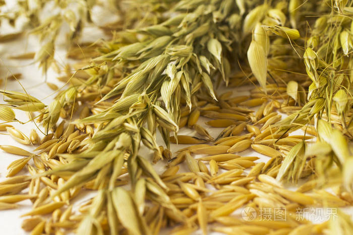在白色的背景燕麦和黄色谷物燕麦绿枝。顶部视图