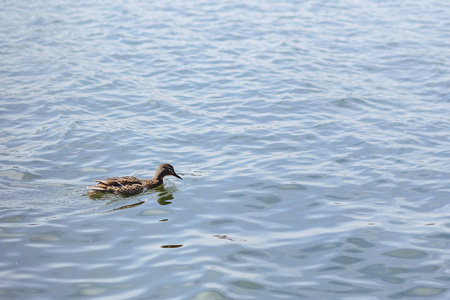 在美丽晴朗的日子, 湖上的蓝水鸭