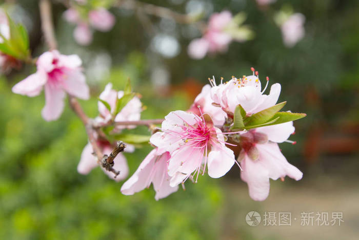 一朵粉红色的桃花在树上奔力