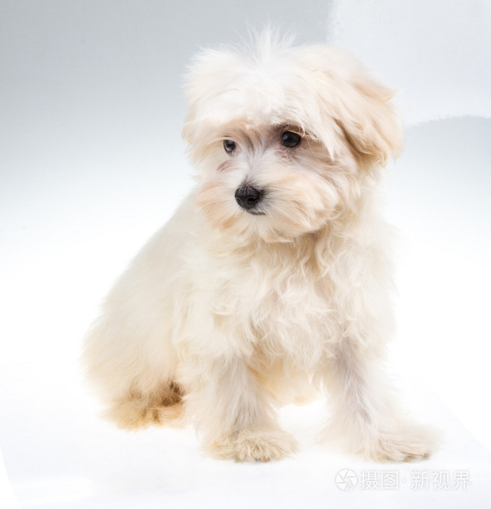 在工作室里肤色哈巴狗