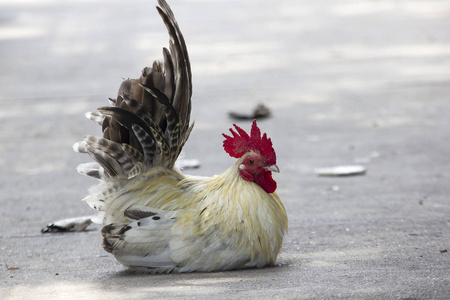 日本矮脚鸡图片