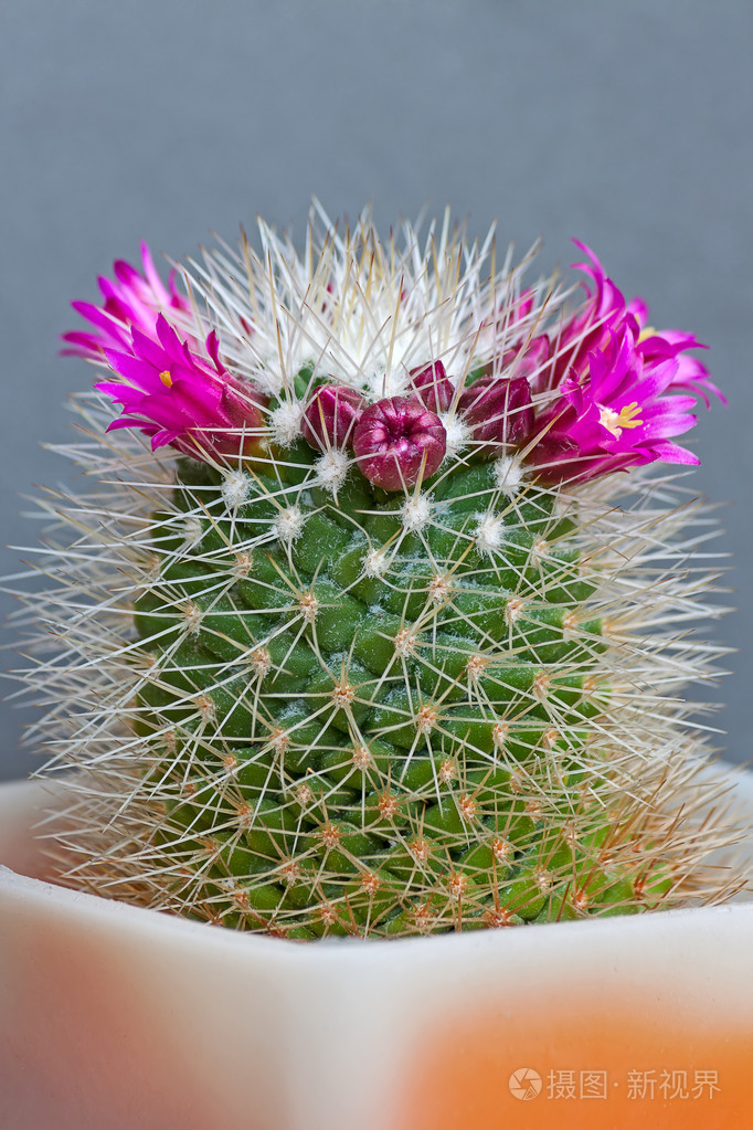 仙人掌花