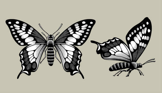 拓印画对称蝴蝶图片