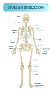 人体骨骼系统解剖模型医学向量插图海报, 教育信息