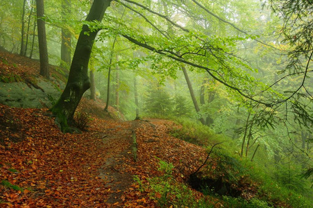 一片美丽多彩的秋天森林覆盖着雨水