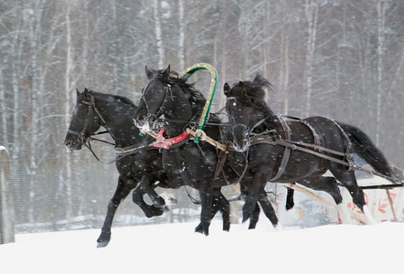 驾驶在他三匹白马拉着的雪橇三匹马在跳跃表演,棕色背景三匹阿拉伯马