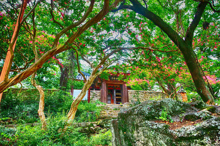 Baekilhong 花开花在 Mujinjeong, 哈曼, 韩国, 亚洲