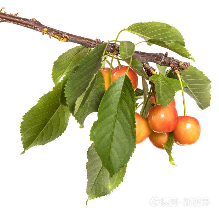 红黄樱桃树枝上有叶子.在白色背景上被隔离
