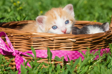 一只小红猫坐在篮子里。