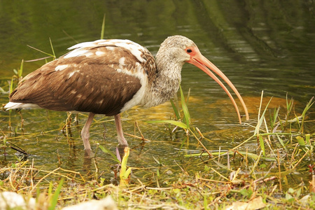 白宜必思 Eudocimus albus 不成熟