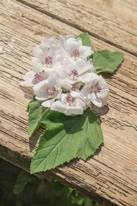 野花葵花。沼泽锦葵夏花。Cummon 棉花糖葵花