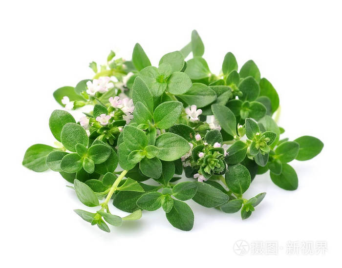 白色背景百里香香草