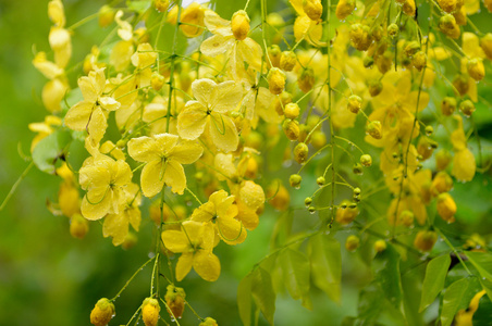 棵开花的树