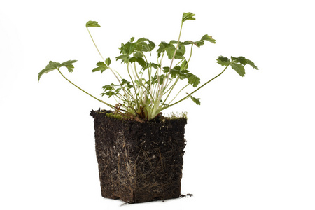 在土壤中植物在块中的土壤植物照片