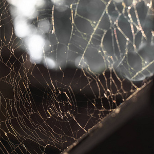 美丽的蜘蛛网图案在柔和的黄昏日落的光线下