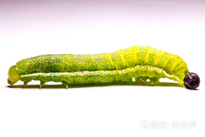 绿毛毛虫绿色蠕虫 特写蠕虫 毒毛虫 有毒的温暖 蝴蝶幼虫 毛毛虫蝴蝶 选择性聚焦照片 正版商用图片05rmal 摄图新视界