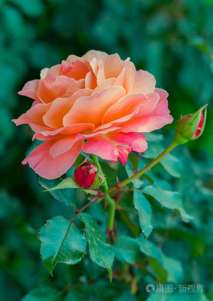 一朵美丽的玫瑰花在一只带绿叶的棘手的小茎上