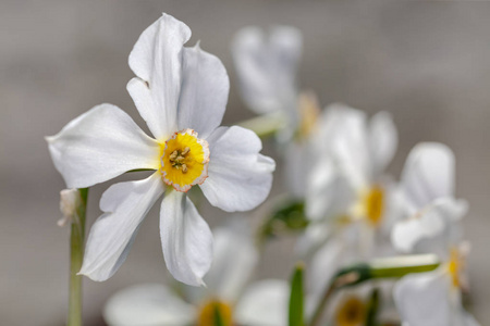 白色花 Narcisus poeticus 在灰色背景上