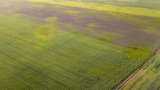 从航空影像的一片葱绿提起农田
