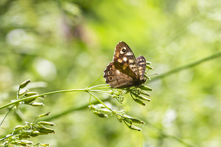 特写的斑点木蝴蝶, Pararge aegeria。用张开的翅膀在森林的叶子上休息