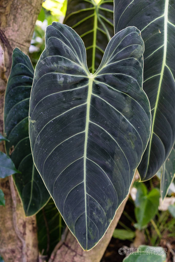 香肠树的大叶子kigelia基利坎贝尔紫葳科