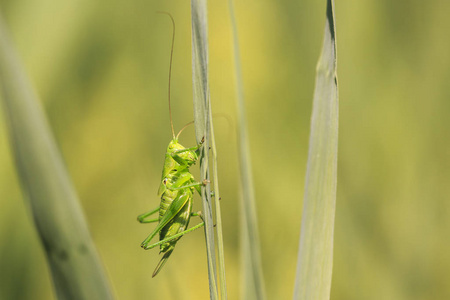 大型绿色灌木板球, Tettigonia 金钟的宏观特写